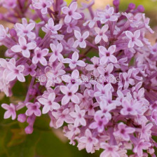 Люляк (Syringa Meyeri Josée)		