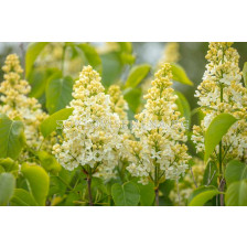 Люляк (Syringa Vulgaris Primrose)–кремаво-жълт