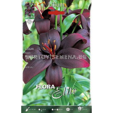 Лилиум азиатски / Flora Elite 'Packs' Lilium asiatic Royal Kiss/ 1 оп - 2 бр