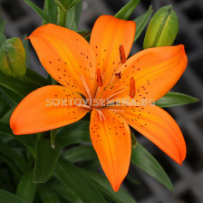 Лилиум Азиатски (Lilium Asiatic) Оранжев