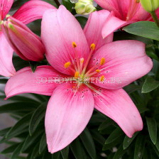 лилиум азиатски Розов - lilium asiatic Pink