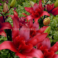 Лилиум asiatic Bald Eagle - 1 бр.