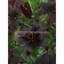 Лилиум черен (Black charm)