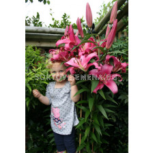 Лилиум дървовиден (Lilium tree) Vice Versa (розов)