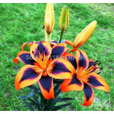 лилиум Easy Samba - lilium Easy Samba