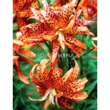 Лилиум Flore Pleno - Lilium Flore Pleno 