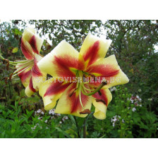 Лилиум хибрид (Lilium Hybrid) Beverly Dream