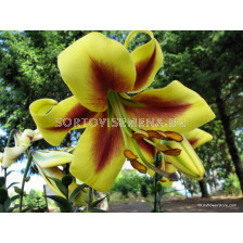 Лилиум хибрид (Lilium Hybrid) Golden Swanson