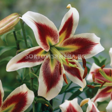Лилиум хибрид (Lilium Hybrid) Robert Swanson