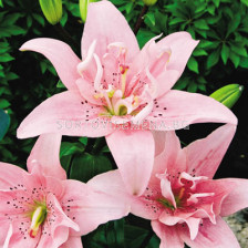 лилиум кичест Spring Pink - lilium Spring Pink