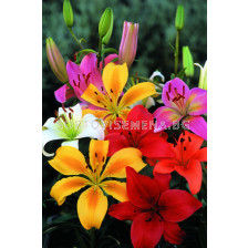 лилиум Микс (5 броя) - lilium Mix (5 pieces)