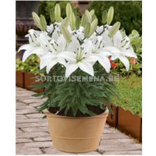 лилиум нисък Бял - lilium short White