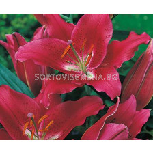 Лилиум Ориенталски (Lilium Oriental) Червен