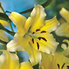 Лилиум Ориенталски (Lilium Oriental) Жълт
