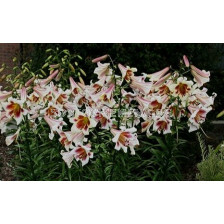 Лилиум/ Lilium aurelian and trumpet Passion Moon 14/16 - 1 бр.