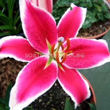 лилиум Starfighter 