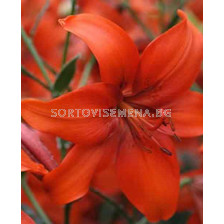 лилиум тромпет Rosa - lilium trumpet Rosa