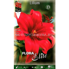 лилиум азиатски Червен - lilium asiatic Red