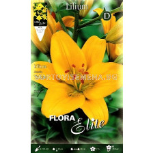 лилиум азиатски Жълт - lilium asiatic Yellow