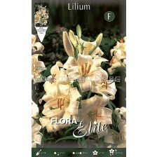 Лилиум (Lilium) Candidum  - 1 бр