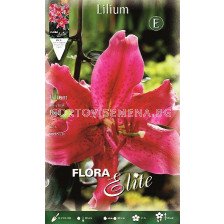 лилиум ориенталски Червен - lilium oriental Red