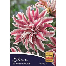 Лилиуми Magic star -  Liliums Magic star