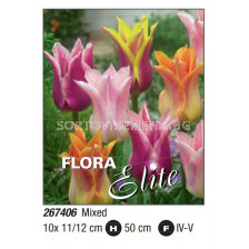 Лале микс/ Tulipa lily-flowered mixed: Пакет: 1 оп. - 10 бр.