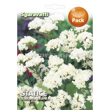 Семена Лимониум - бял`SG - Limonium - white`SG