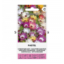 СК Маргаритка Ливингстън PASTEL