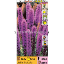 Лиатрис Spicata/  Liatris  - 1 брой