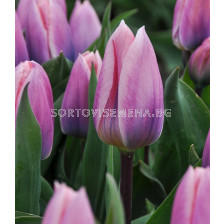 Лале (Tulip) Light and Dreamy 11/12