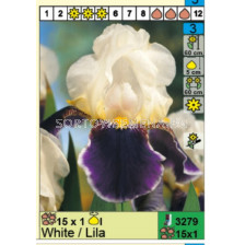 Ирис /iris germanica white/lila/ 1 бр