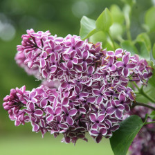 Люляк (Syringa Vulgaris Sensation)