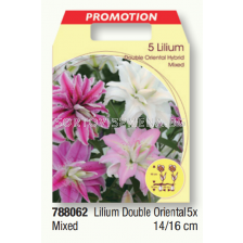 Лилиум ориенталски микс/ Lilium double oriental mixed- 1 пакет - 5 броя