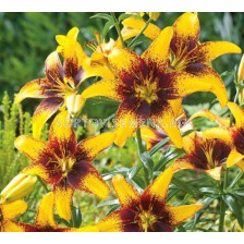 Лилиум жълто-кафяв/ Lilium asiatic  yellow/brown 14/16 - 1 бр