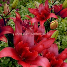 Лилиум asiatic Bald Eagle - 1 бр.