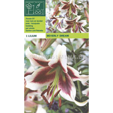 Лилиум (Lilium) Beverly Dream