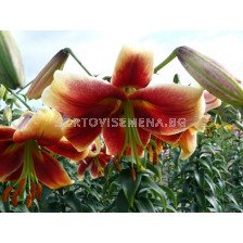 Лилиум дървовиден (Lilium tree) Debby (оранжево-жълт)