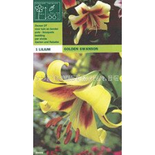 Лилиум (Lilium) Golden Swanson