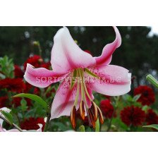 Лилиум хибрид (Lilium Hybrid) Anastasia