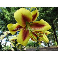 Лилиум хибрид (Lilium Hybrid) Golden Swanson