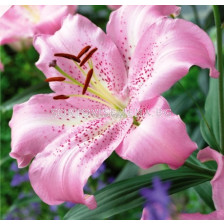 лилиум Josephine -  lilium Josephine
