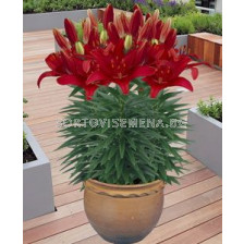 лилиум нисък Червен - lilium short Red