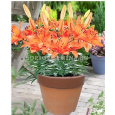 лилиум нисък Оранжев - lilium short Orange