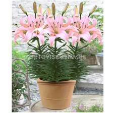 лилиум нисък Розов - lilium short Pink