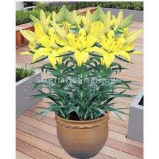 лилиум нисък Жълт - lilium short Yellow