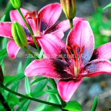 Лилиум Purple eye - Lilium Purple eye
