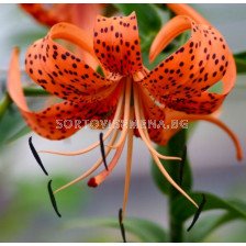 лилиум тигров Оранжев - lilium tiger's Orange