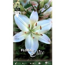 лилиум азиатски Бял - lilium asiatic White