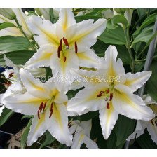 Лилиум ориенталски бяло-жълт  - Lilium oriental  white/yellow 14/16 - 1 бр.